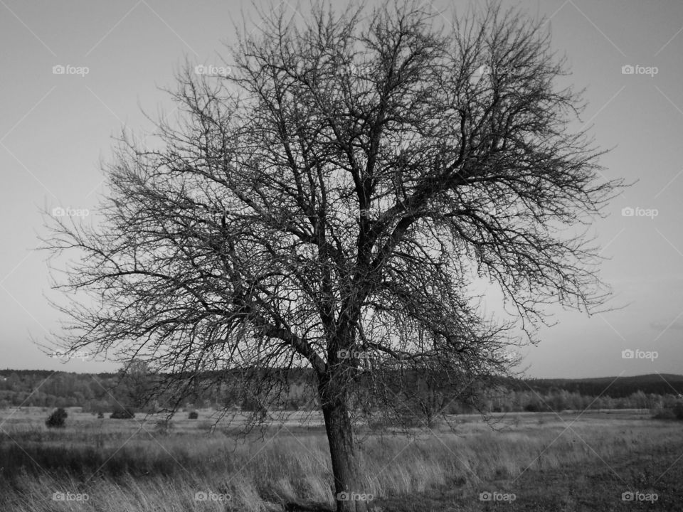 Tumlin drzewo