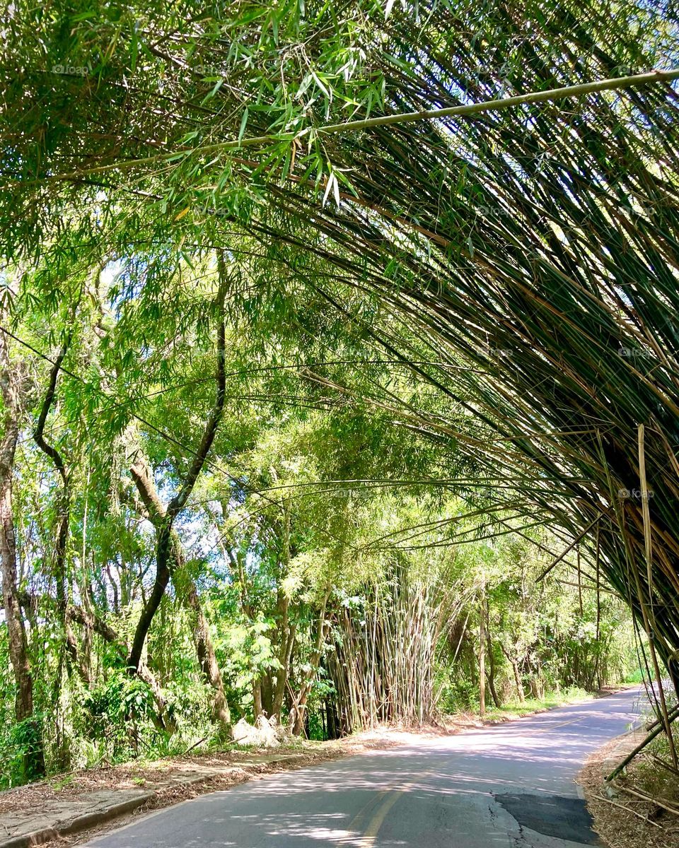 O túnel de bambu entre Valinhos e Itatiba: como é bonito por aqui!

Além disso, por aqui está muito fresco…