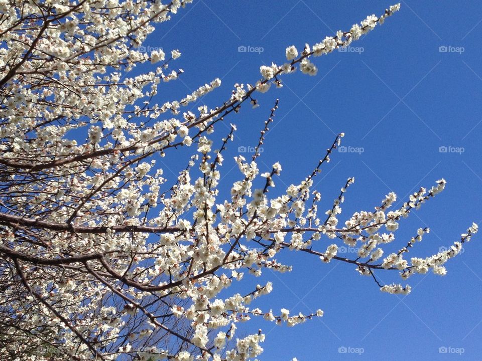 Plum Blossoms in Japan