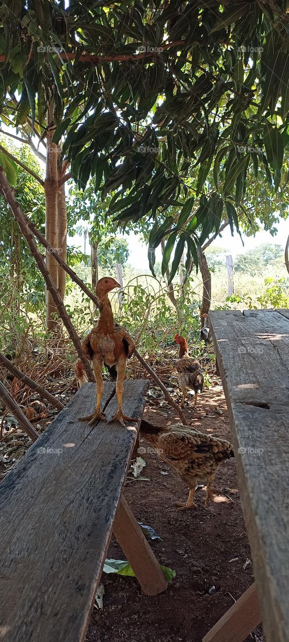 Three-day-old turkey