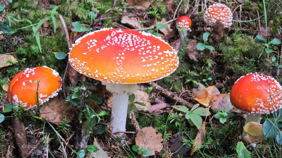 Mushroom growing in forest