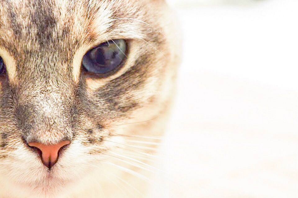 Close-up of cat looking at camera