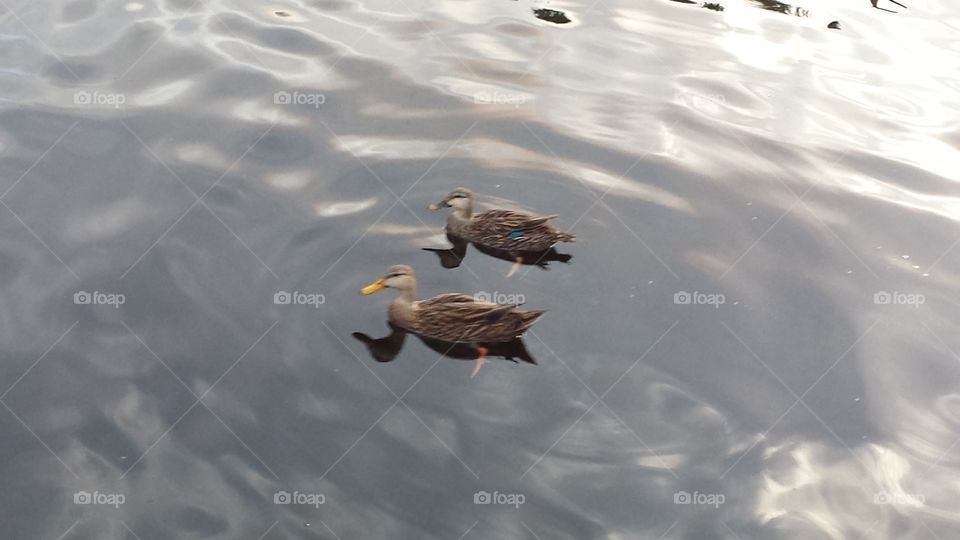 Pair of Ducks