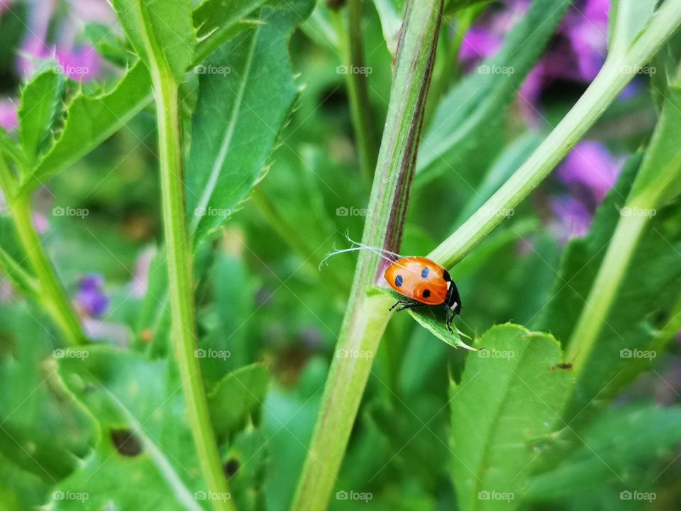 The little ladybug walks so elegantly in its paths