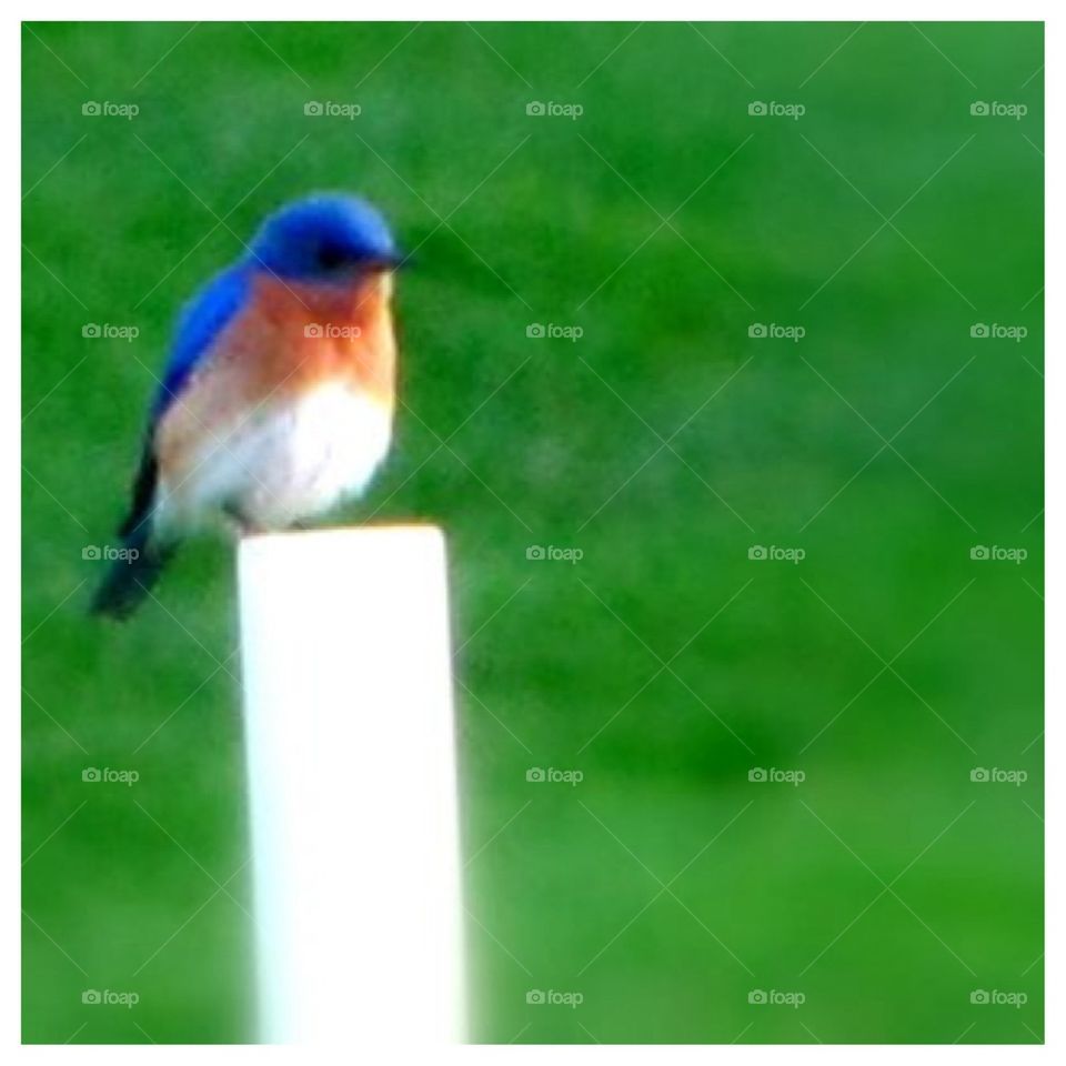 Bluebird on a Post