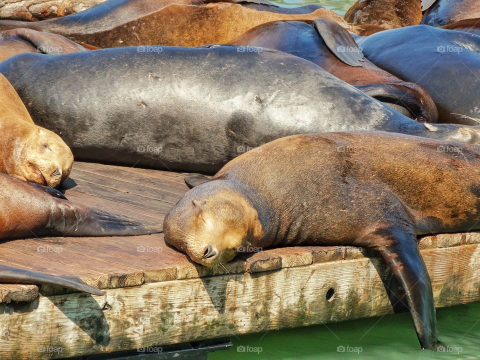 Seals Lounging On A Pier. The Famous Seals Of San Francisco's Pier 39 At Fisherman's Wharf
