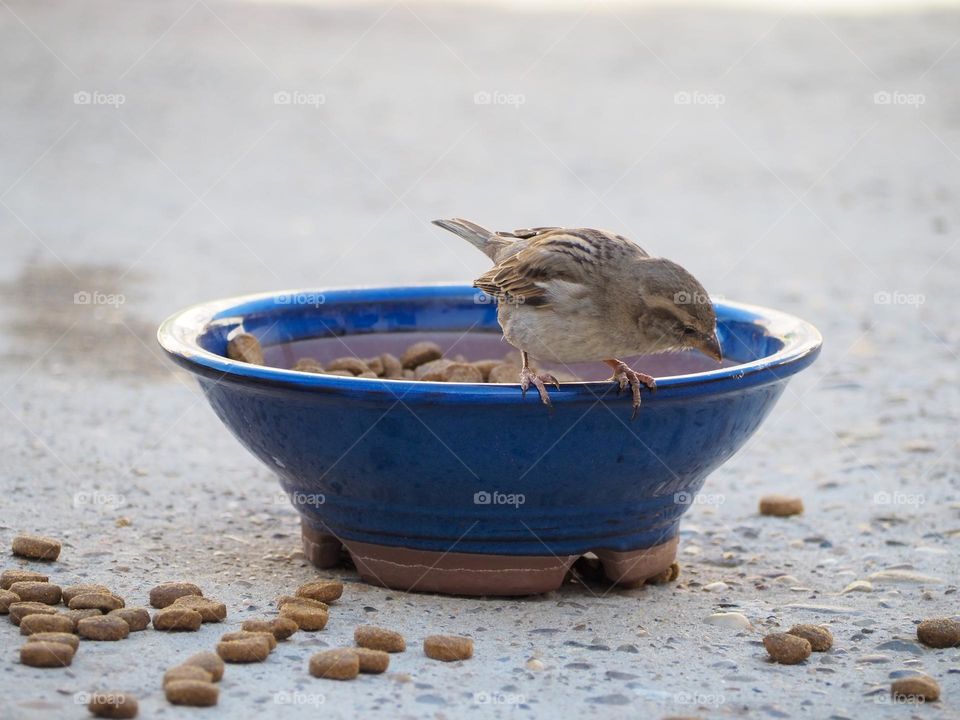 sparrow eating dog feed