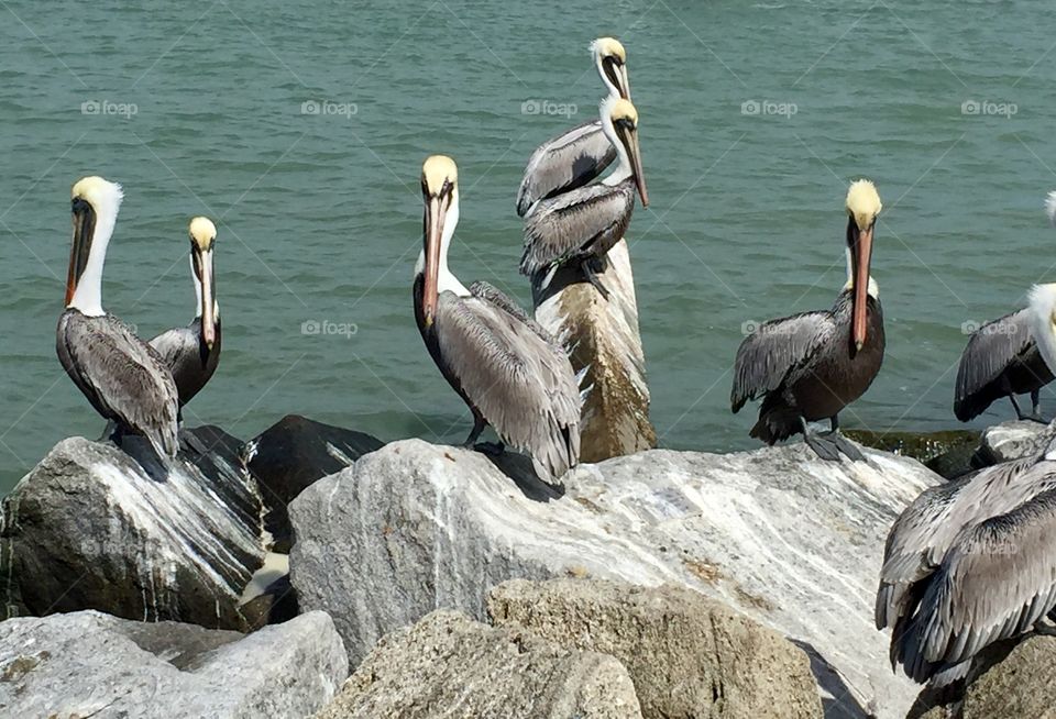 Flock of Pelicans 
