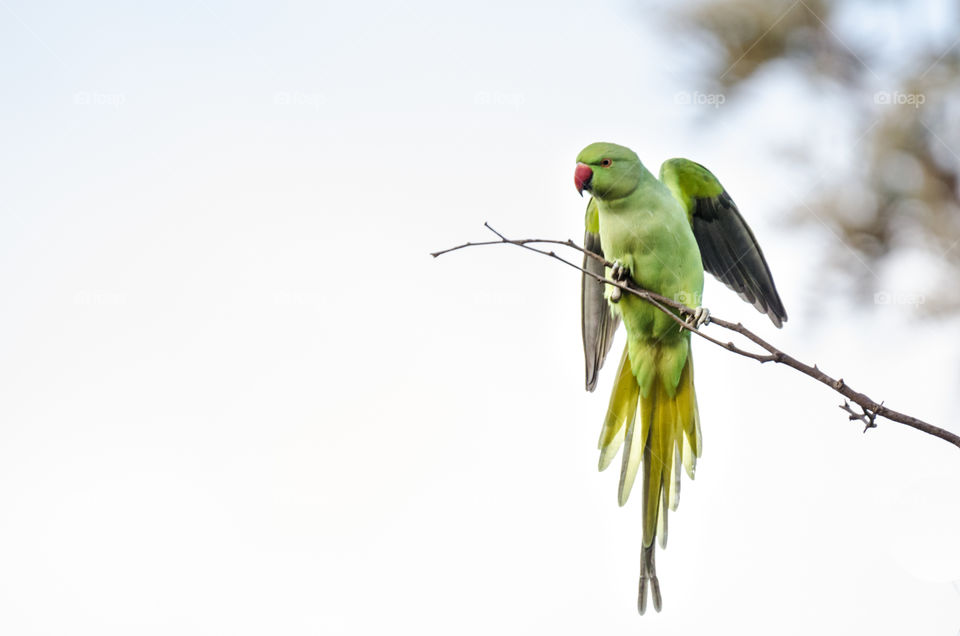 A parrot about to fly