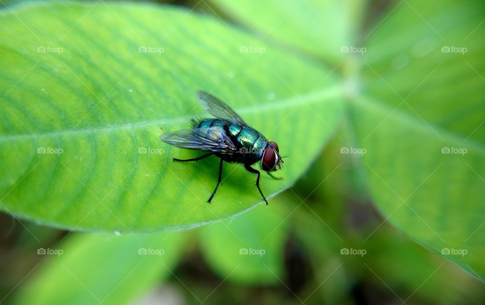 GREEN FLY