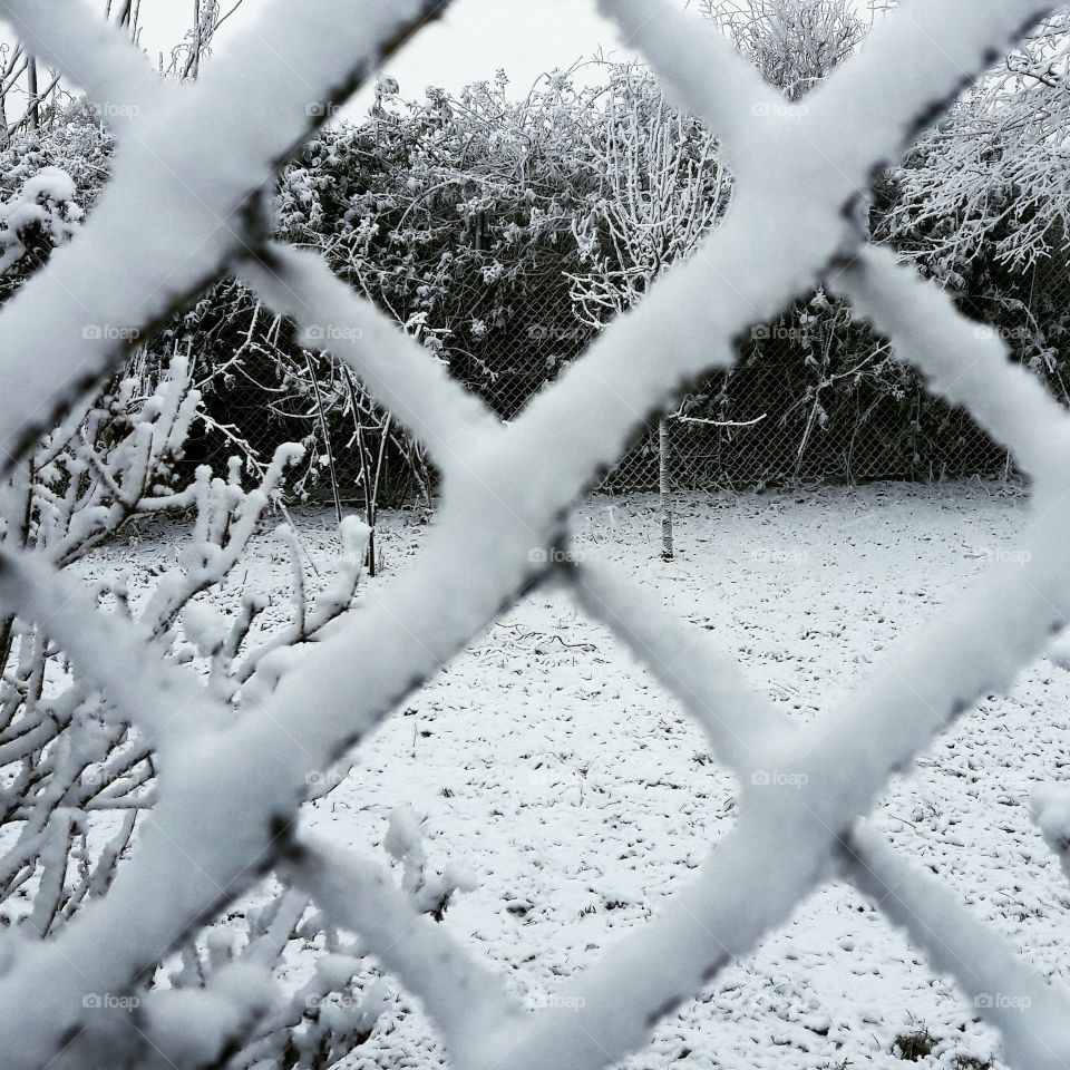 Frozen fence in winter