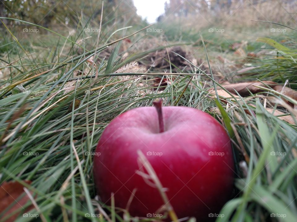 Dark red apple in the orchard.