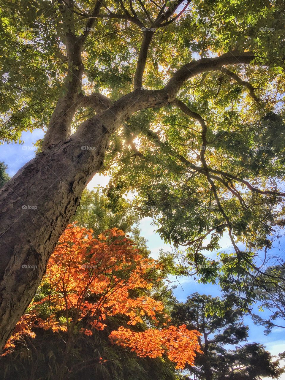 The Japanese Gardens in San Francisco, are a great place to visit if you are in that corner of California! Relaxing and calm, travels you all the way to the other side of the Pacific Ocean, Japan!