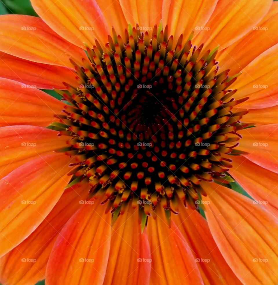 orange flower