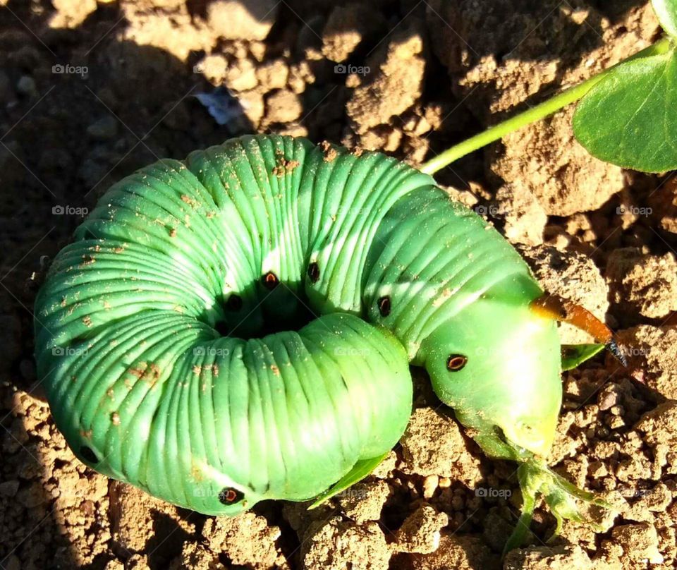 green caterpil