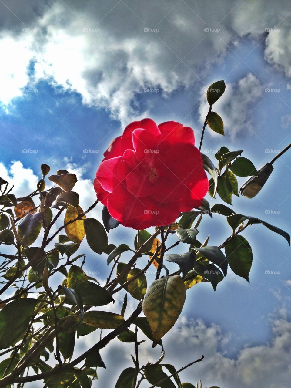 Flower and sky