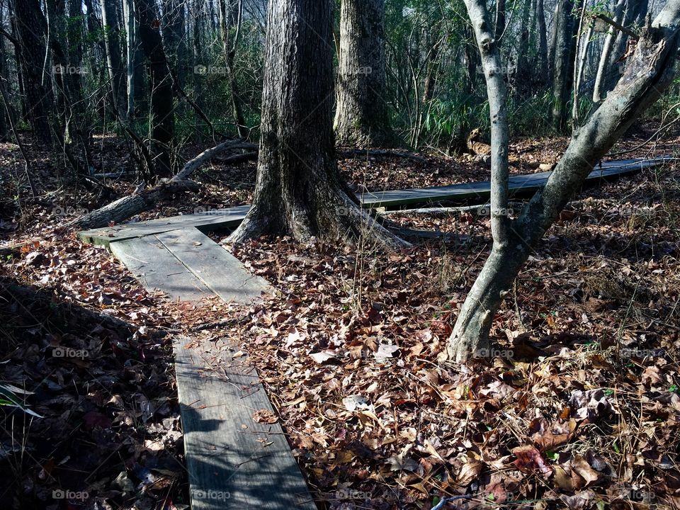 Winding wooden path