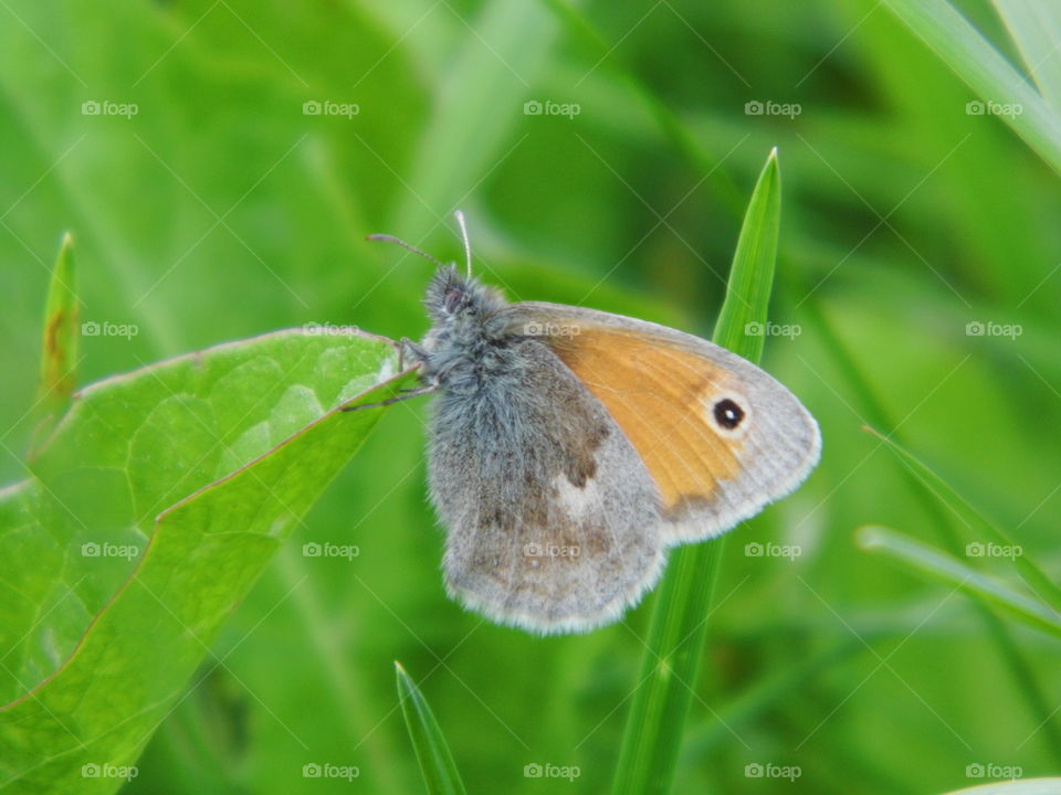 butterfly in the garden and green grass background