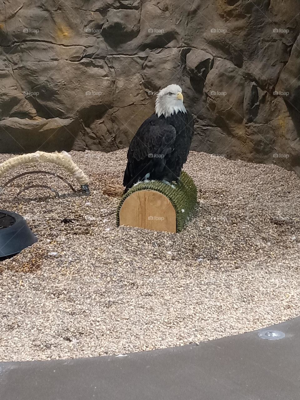 Eagle at the Wabasha,  MN Eagle Center