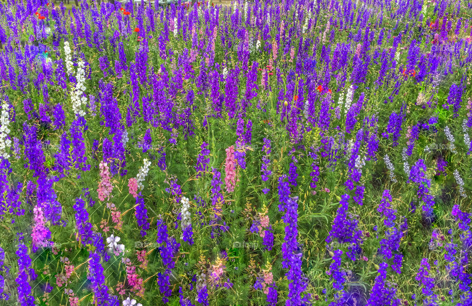Purple flowers in field