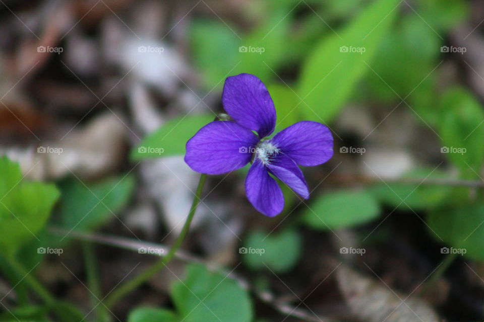 Purple wildflower found growing in back woods of Pennsylvania 