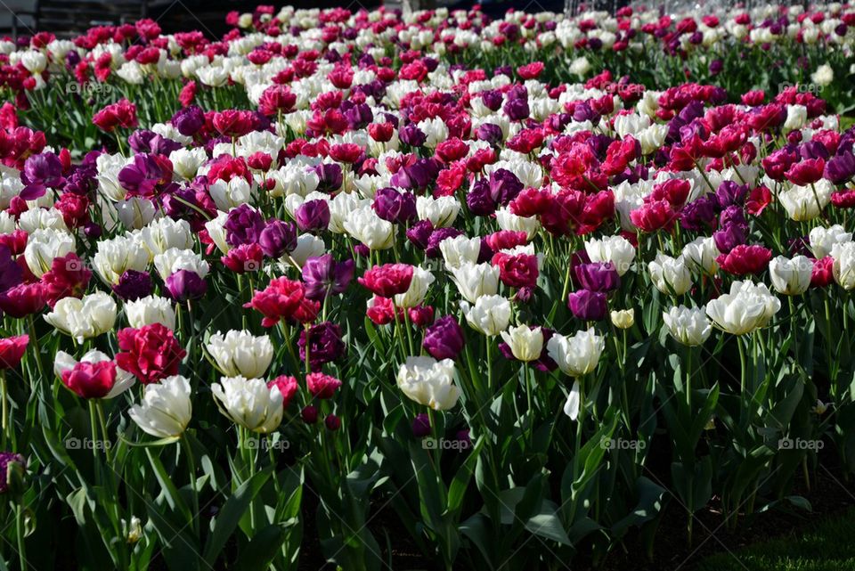 Tulips