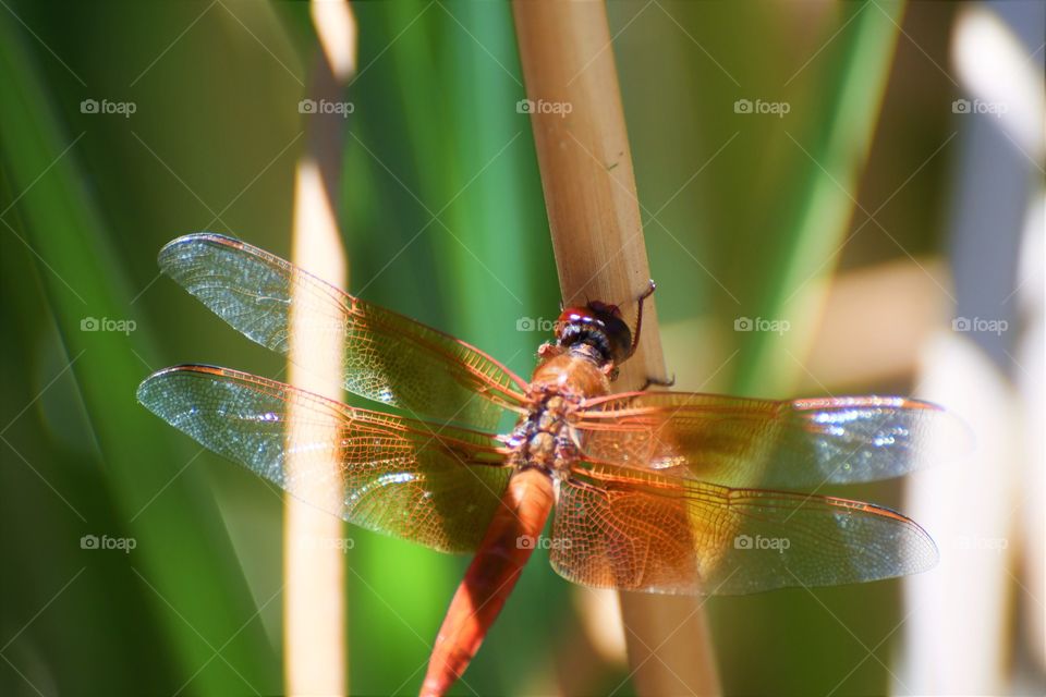 Red dragonfly