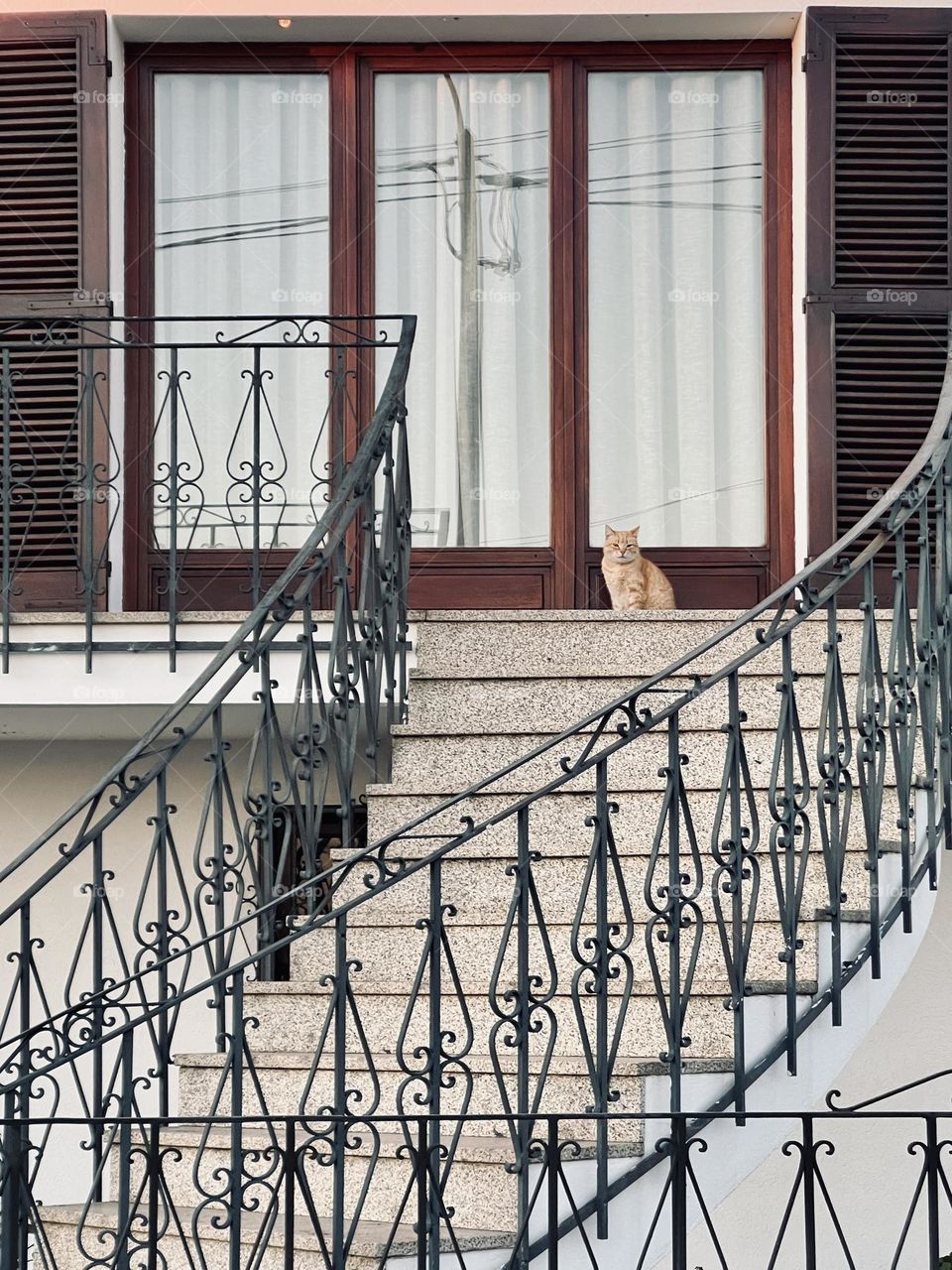 Stairs and cat