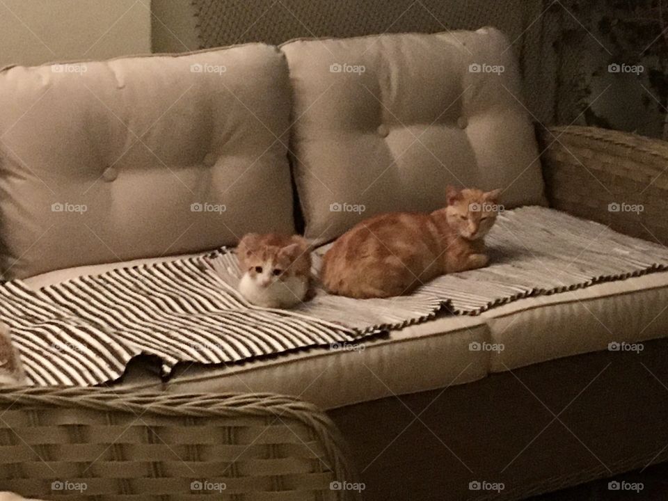 Family cats cool at night !