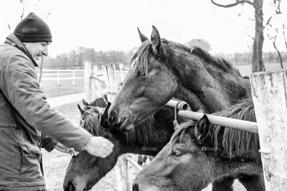 Man feeding horse