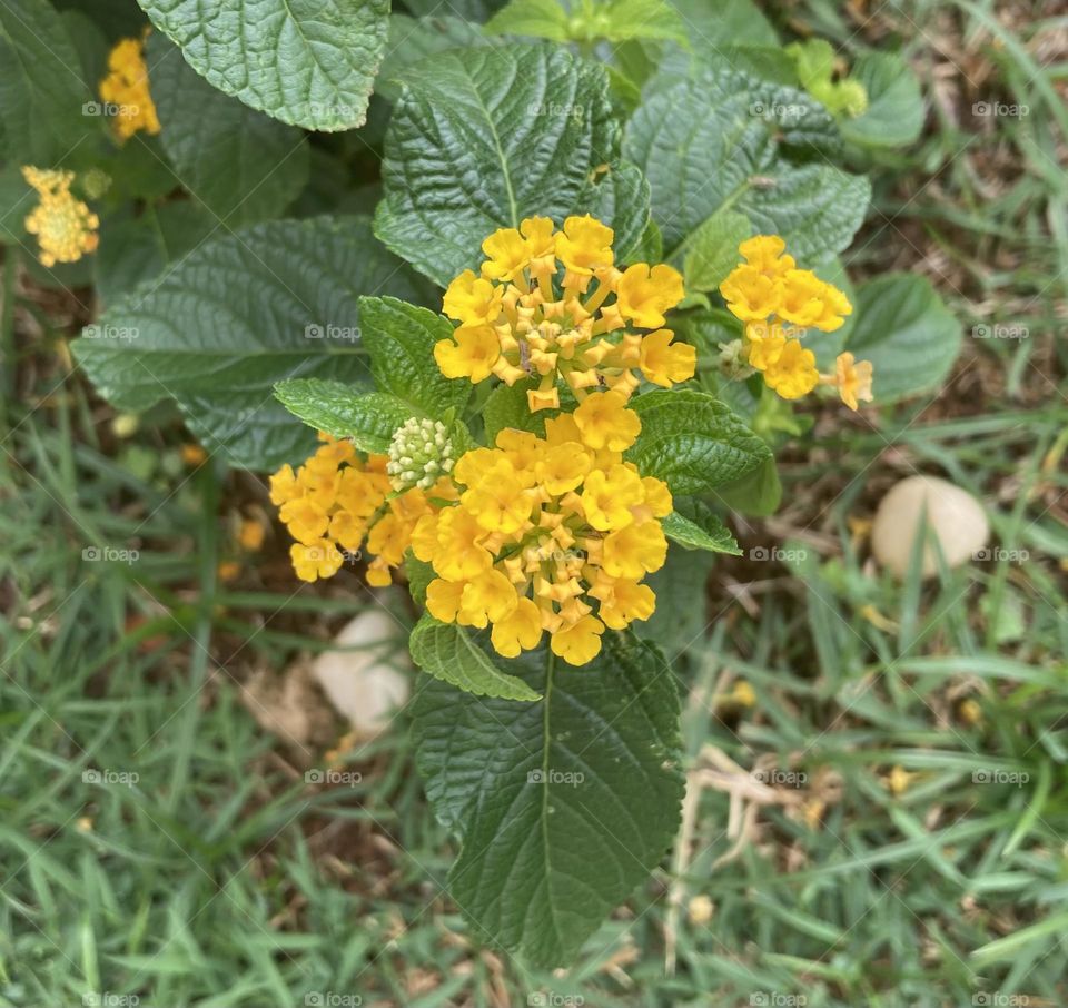 🌹 🇺🇸 Very beautiful flowers to brighten our day.  Live nature and its beauty. Did you like the delicate petals? / 🇧🇷 Flores muito bonitas para alegrar nosso dia. Viva a natureza e sua beleza. Gostaram das pétalas delicadas? 