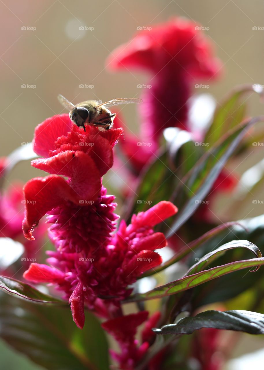 Insect, bee, flower
