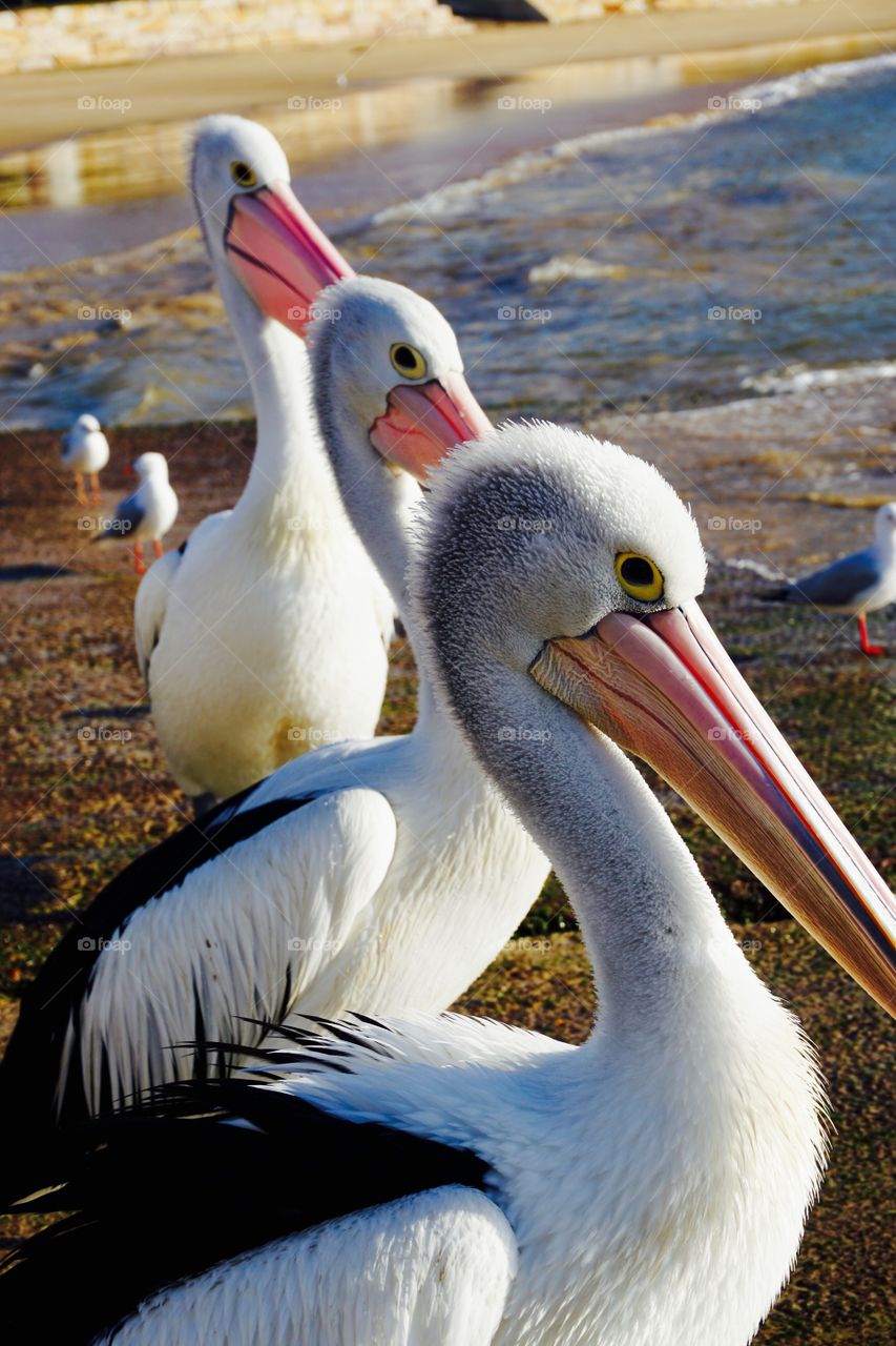 Three Pelicans in a row