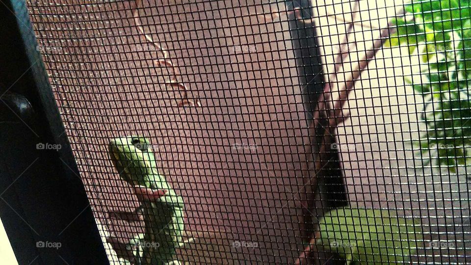 Curious Chameleon