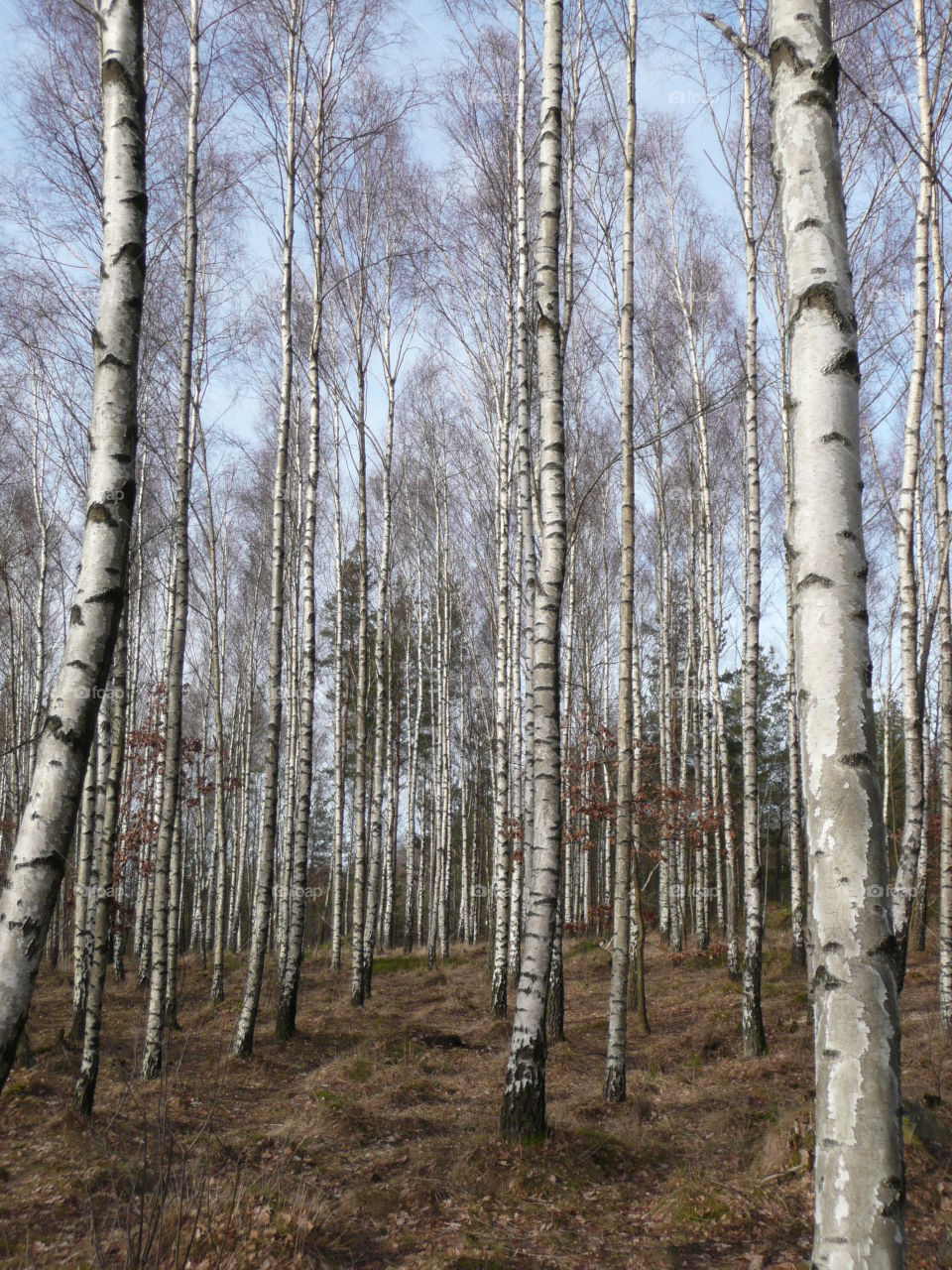 Scenic view of forest