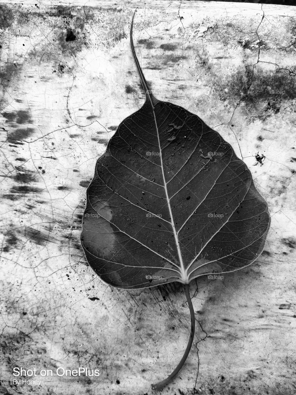 Black 🖤 White🤍