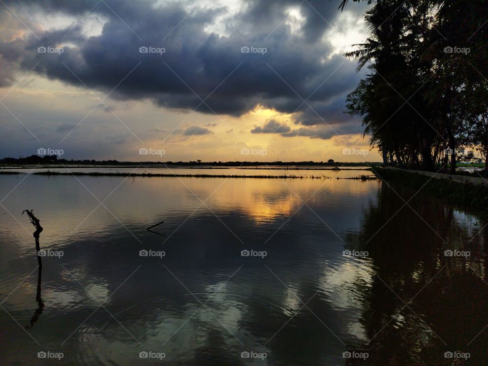 the view of the sunset landscape on the rice fields with the afternoon sun reflecting off the water
