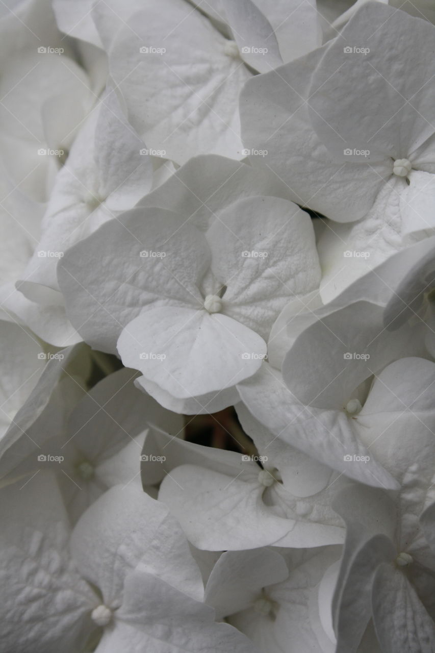 White hydrangea flowers