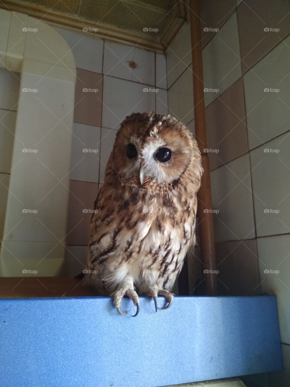 Сова... просто, домашняя сова)