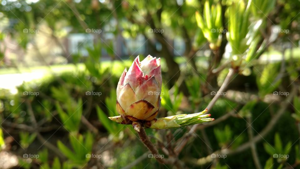 Nature, Leaf, Flower, Flora, Garden