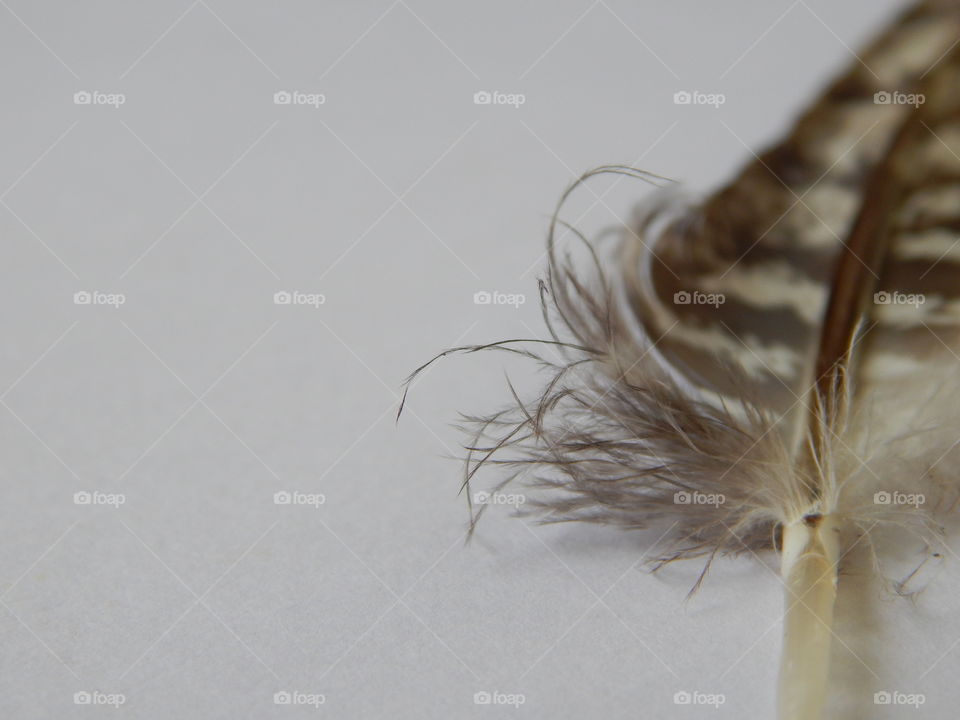 Nature, Bird, Feather, No Person, Winter