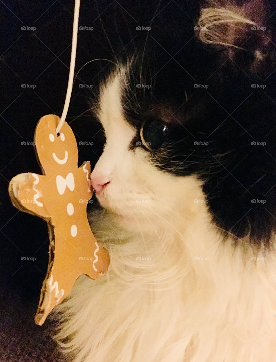 Tuxedo cat v. gingerbread man 4
