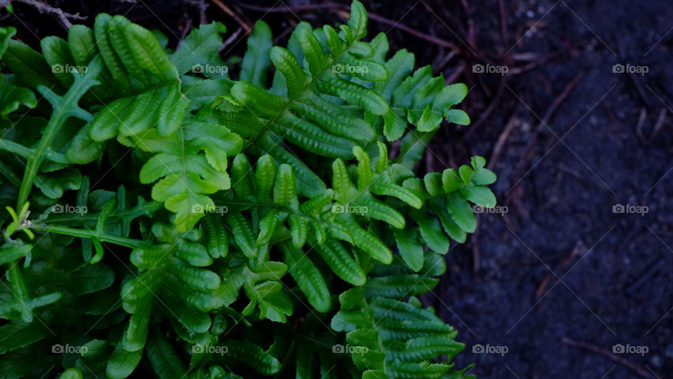 Ferns and fronds