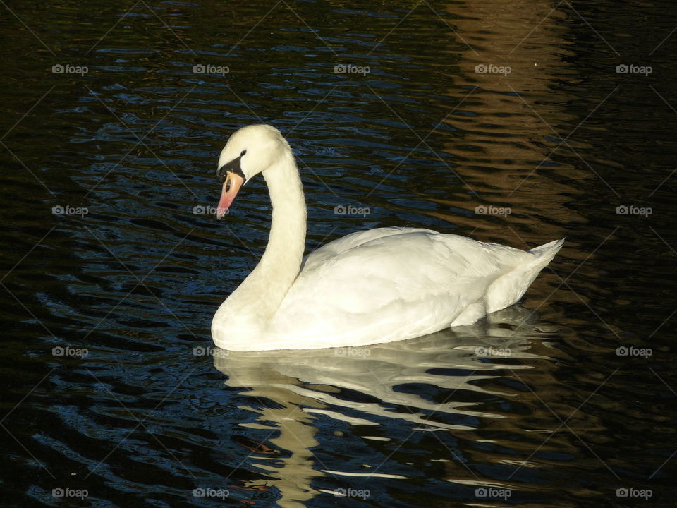 Beautiful Swan On A Lake With Reflection