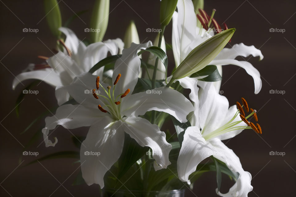 white lilies