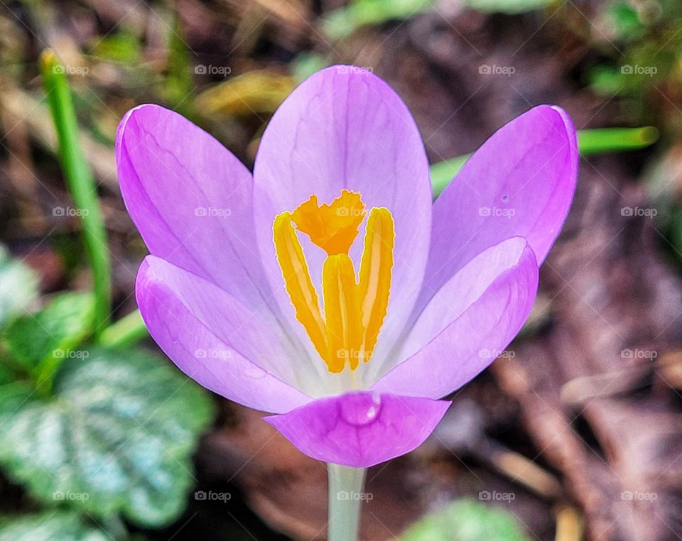 Beautiful little crocus holding his heart in his hands