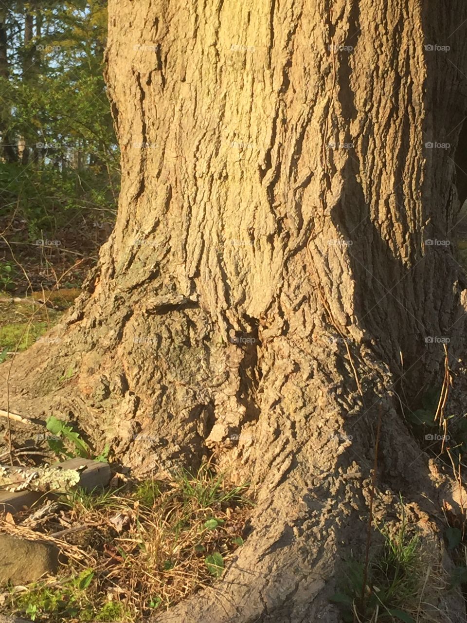 The impact of sun glow