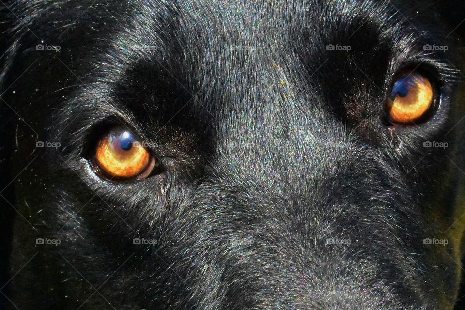 A Labrador retriever's eyes.