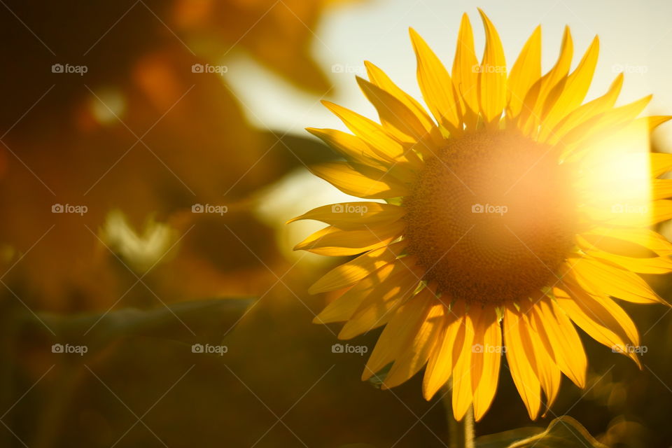 sunset sunflower field