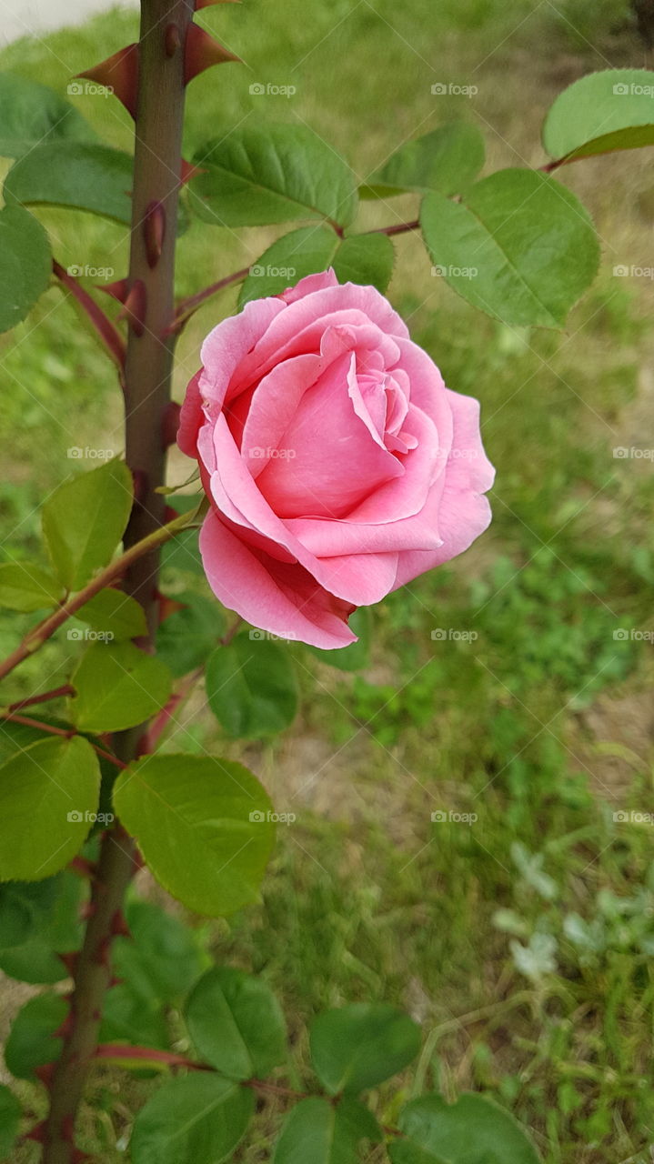pink rose flower in the garden